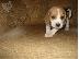 PoulaTo: Beagle - Μπιγκλ καθαροαιμα και υιγιεστατα κουταβια στις καλυτερες τιμες 6979314054...